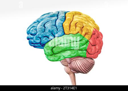 Cerebral cortex lobes in color profile view isolated on white background accurate 3D rendering illustration. Human brain anatomy, neurology, neuroscie Stock Photo