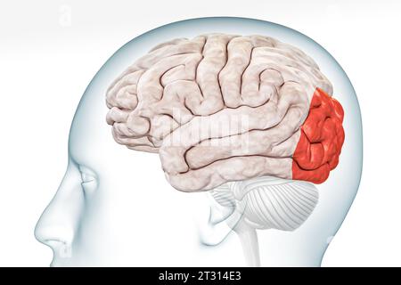 Cerebral cortex occipital lobe in red color profile view isolated on ...