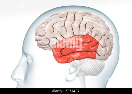 Cerebral cortex temporal lobe in red color profile view with body isolated on white background 3D rendering illustration. Human brain anatomy, neurolo Stock Photo