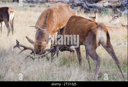Two fallow deer locked in a battle, clashing their antlers during the ...