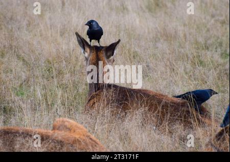 London, UK. 22nd October 2023. A doe gets the full parasite removal service during the red deer mating season, known as the rut, in Richmond Park. Credit: Vuk Valcic/Alamy Live News Stock Photo