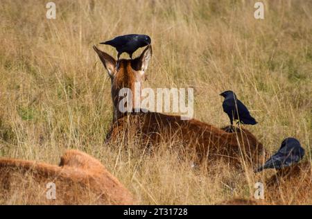 London, UK. 22nd October 2023. A doe gets the full parasite removal service during the red deer mating season, known as the rut, in Richmond Park. Credit: Vuk Valcic/Alamy Live News Stock Photo