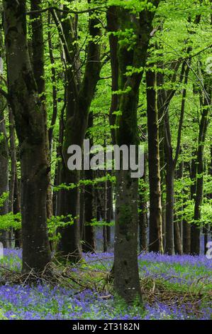 Bluebells in Delcombe Wood, Dorset, UK Stock Photo