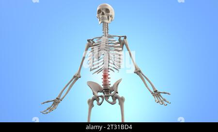 Anatomy of Human Spine. Lower back pain and human backache Stock Photo ...