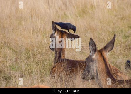 London, UK. 22nd October 2023. A doe gets a parasite removal service during the red deer mating season, known as the rut, in Richmond Park. Credit: Vuk Valcic/Alamy Live News Stock Photo