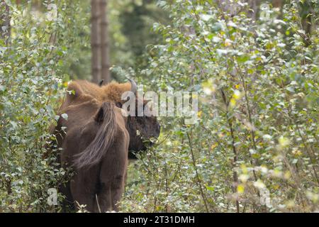 Backside of bull European bison in Blean Woods, Kent, part of the UKs first ever free roaming conservation herd. Stock Photo