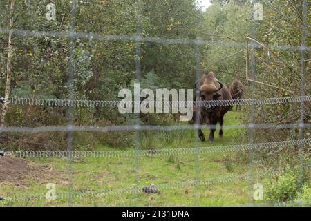 The UK's first wild roaming European bison herd. Conservation grazing in an extensive enclosure in Blean Woods, Kent. Stock Photo