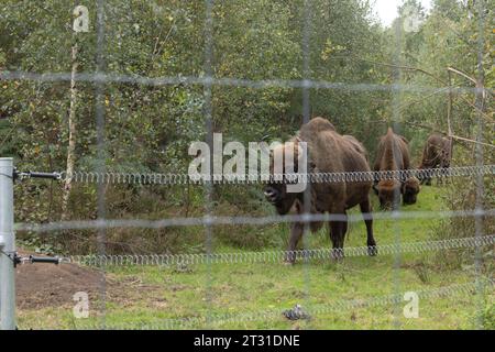 The UK's first wild roaming European bison herd. Conservation grazing in an extensive enclosure in Blean Woods, Kent. Stock Photo