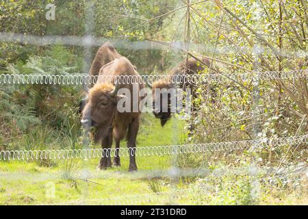 The UK's first wild roaming European bison herd. Conservation grazing in an extensive enclosure in Blean Woods, Kent. Stock Photo