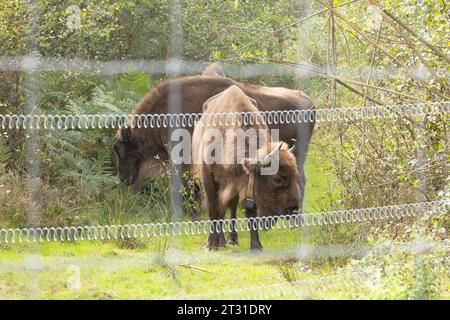 The UK's first wild roaming European bison herd. Conservation grazing in an extensive enclosure in Blean Woods, Kent. Stock Photo