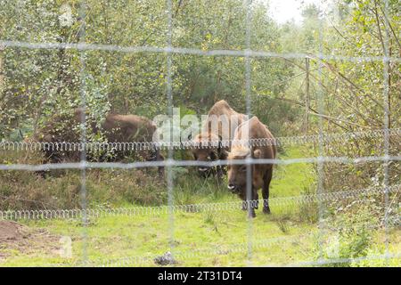 The UK's first wild roaming European bison herd. Conservation grazing in an extensive enclosure in Blean Woods, Kent. Stock Photo