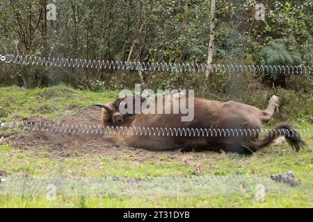 European bison from UKs first wild roaming herd dust bathing just behind the fence of their extensive enclosure, a behaviour shaping their habitat. Stock Photo