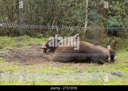 European bison from UKs first wild roaming herd dust bathing just behind the fence of their extensive enclosure, a behaviour shaping their habitat. Stock Photo