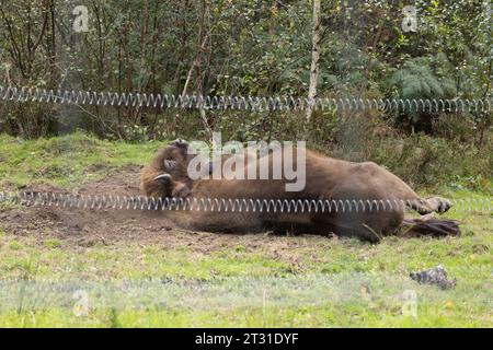 European bison from UKs first wild roaming herd dust bathing just behind the fence of their extensive enclosure, a behaviour shaping their habitat. Stock Photo