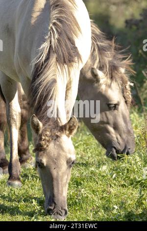 Konik ponies are used to naturally manage nature reserves across Europe, these are on Dutch rewilding area. Stock Photo