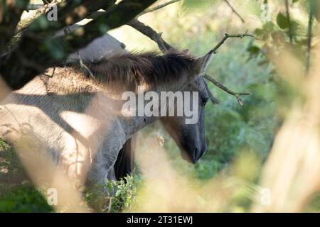 Konik ponies are used to naturally manage nature reserves across Europe, these are on Dutch rewilding area. Stock Photo