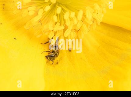 Bronze furrow bee pollinating a yellow poppy and getting covered in pollen in a Kentish garden, England, UK. Stock Photo