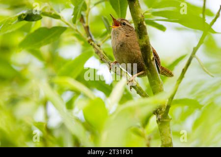 A tiny wren singing loudly from a hedge in Norfolk, UK. Stock Photo