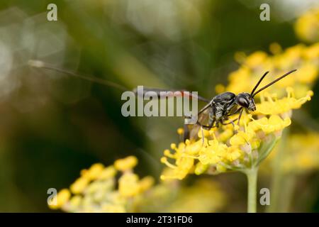 A parasitoid wasp with a massive ovipositor - egg laying device - for laying eggs into the nests of solitary bees, feeding on nectar, UK. Stock Photo