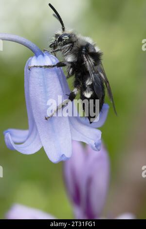 A Mourning Bee on bluebell flowers - this is a 'cuckoo' bee of other solitary bees, Kent, UK. Stock Photo
