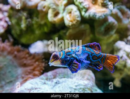 Mandarin Dragonet (Synchiropus splendidus) AKA: mandarinfish Stock Photo