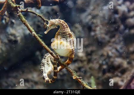 The big-belly seahorse (Hippocampus abdominalis) AKA: pot-bellied seahorse, native to southeast Australia and New Zealand Stock Photo
