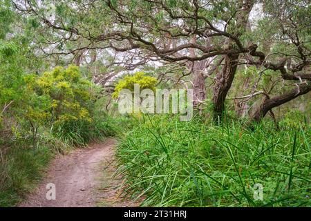 A dirt path walking trail through a grove of old, gnarled peppermint trees, Agonis flexuosa, near Augusta in  the south-west region Western Australia. Stock Photo