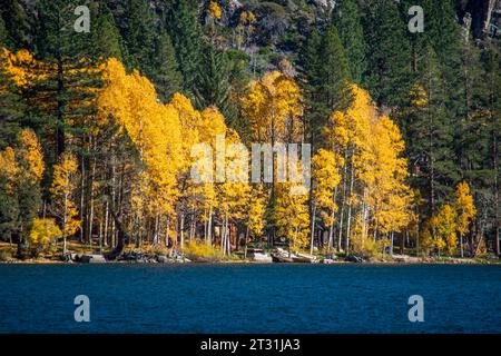 The fall colors around the June Lake Loop in Mono County, CA, USA attract tourists from all over the world. Stock Photo