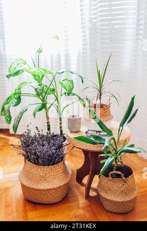 Set of wicker straw baskets used as flowerpots for houseplants on wooden stool. Boho style interior decor. Eco natural modern furniture. Fragrant lave Stock Photo