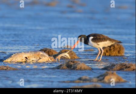 American oystercatcher (Haematopus palliatus) feasting on a dead fish at low tide at the ocean beach at sunrise, Galveston, Texas, USA. Stock Photo