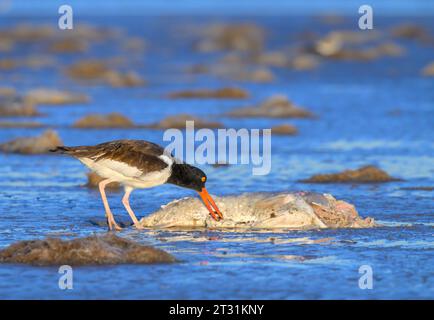 American oystercatcher (Haematopus palliatus) feasting on a dead fish at low tide at the ocean beach at sunrise, Galveston, Texas, USA. Stock Photo