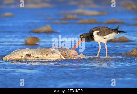 American oystercatcher (Haematopus palliatus) feasting on a dead fish at low tide at the ocean beach at sunrise, Galveston, Texas, USA. Stock Photo