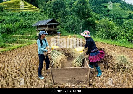 Hmong Wrapped Rice Flower Hmong women threshing rice during the harvest, Mu Cang Chai, Yen ...