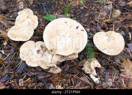 View of Clitopilus prunulus mushroom in Finland Stock Photo
