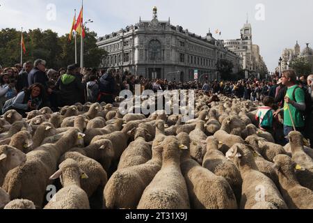 A flock of sheep circulates in front of the Bank of Spain in the Plaza de Cibeles during the transhumance festival in the center of Madrid. One more year the sheep have crossed the center of Madrid in a new edition of the Transhumance Festival. The festival has been celebrated since 1994 and fills the main arteries of the Spanish capital with sheep to vindicate extensive livestock farming as a tool for the conservation of biodiversity and the fight against climate change. This year some 1,100 sheep have paraded through the center of the capital. Stock Photo
