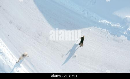 Stray dogs on winter. Clip. Top view of barking dogs in winter. Dogs bark at quadcopter on sunny winter day Stock Photo