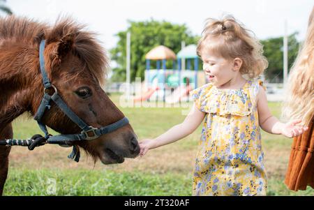 Little girl feeding a pony. Cute Caucasian toddler feeds a horse Stock Photo