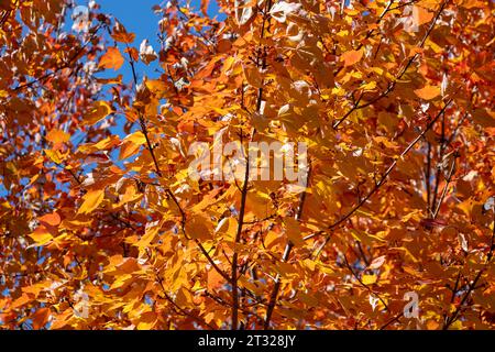 Full frame abstract texture background of the underside canopy of red and orange color leaves on a red maple (acer rubrum) tree in autumn Stock Photo