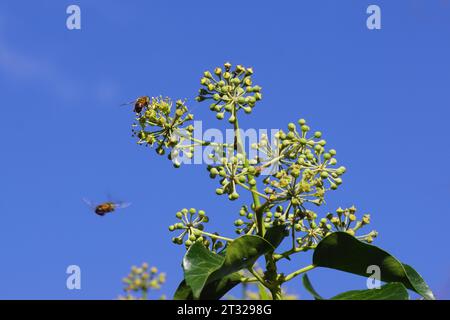 Flowering common ivy (Hedera helix), family Araliaceae. Hoverflies, drone flies (Eristalis), family Syrphidae. Blue sky. Autumn, October. Dutch garden Stock Photo