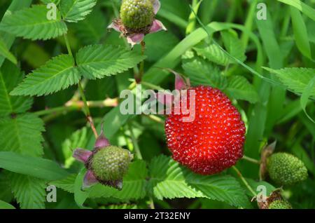 Ripe red Tibetan raspberry against a background of green leaves close-up. The concept of growing your own organic food. Stock Photo