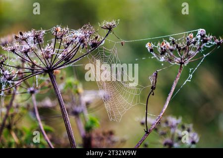 Spiders' webs on umbellifer plants in Heather Farm Wetland, Horsell Common, near Woking, Surrey with early morning dew droplets Stock Photo