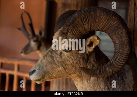 Detail of shoulder mounts including a bighorn sheep and a pronghorn on display at historic Lake McDonald Lodge in Glacier National Park, Montana. Stock Photo