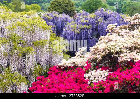 picture of flowering, different colored wisteria and azalea trees Stock Photo