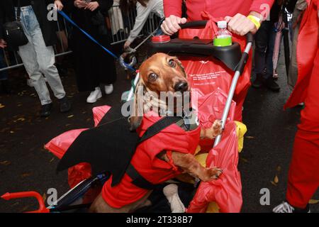 A dachshund wears a devil dog costume as he is carted around at the 33rd Annual Tompkins Square Halloween Dog Parade in Tompkins Square Park on Oct. 21, 2023. (Photo: Gordon Donovan) Stock Photo