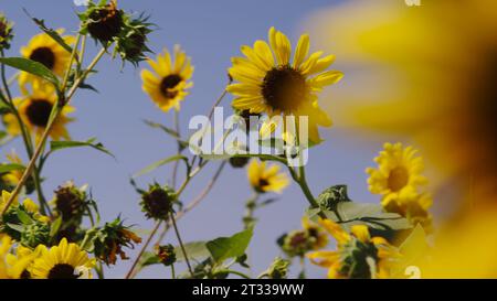 Field of sunflowers against a blue sky with pollinating bees in the dog-days of an August summer. Stock Photo