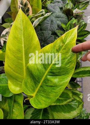 Beautiful speckled green and yellow leaves of Philodendron Calkin's Gold, a rare houseplant Stock Photo