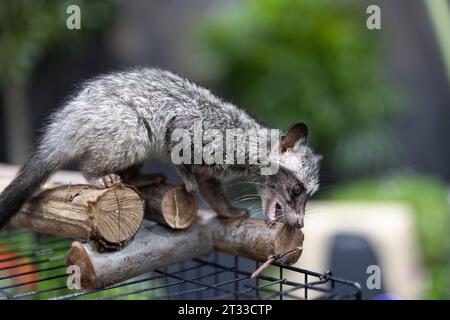 Close-up of an Asian palm civet on a log. Asian palm civet also called Common palm civet and Toddy cat. Stock Photo