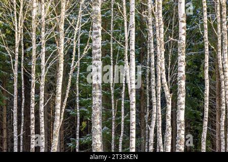 Birch trunks in the forest Stock Photo