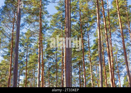 Beautiful pine forest against a blue sunny sky Stock Photo