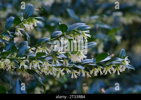 Christmas box, Sarcococca confusa, white blooms contrasting with dark green foliage in winter Stock Photo